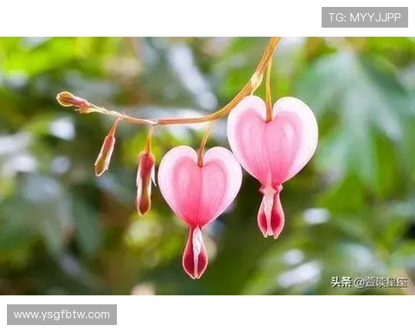 摩羯座企业家的成功秘诀:务实、坚韧与远见如何助力事业腾飞